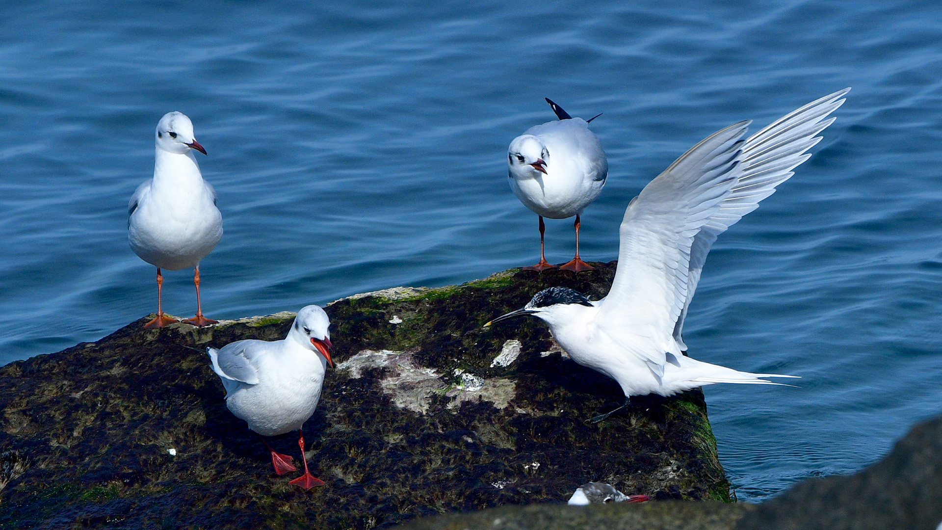 Sandwich Tern